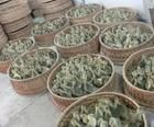 盧龍、撫寧、邯鄲及武安地區(qū)鵝苗供應(yīng)與價格分析